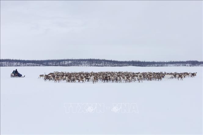 Trong ảnh: Chăn nuôi tuần lộc bán hoang dã là nghề truyền thống lâu đời của dân tộc Nenets vùng cực bắc Nga. Ảnh: Trần Hiếu - PV TTXVN tại Nga    