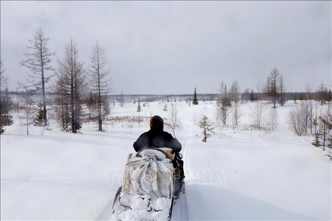 Trong ảnh: Cuộc sống du mục của người dân Nenets gắn với mùa chăn nuôi tuần lộc trên vùng lãnh nguyên rộng lớn. Ảnh: Trần Hiếu - PV TTXVN tại Nga