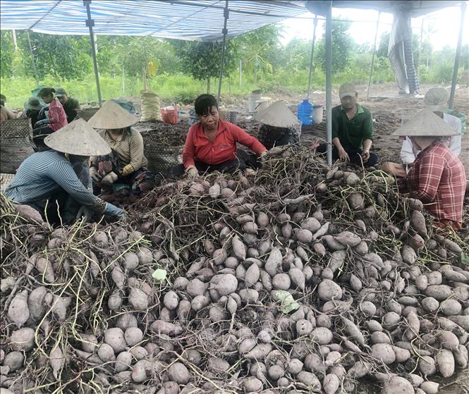 Trong ảnh: Bà con nông dân xã Phú Long, huyện Châu Thành, thu hoạch khoai lang. Ảnh: Nguyễn Văn Trí - TTXVN