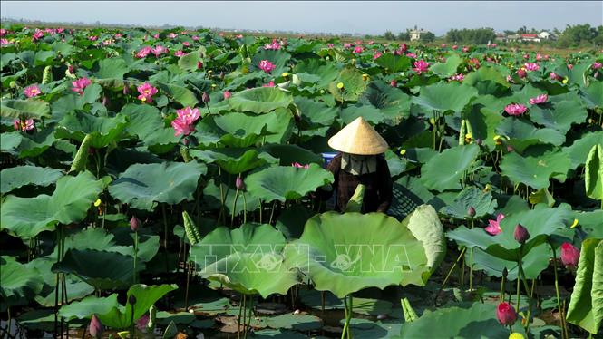 Hiệu quả từ mô hình trồng sen nuôi cá vịt tại xã Thọ Lâm huyện Thọ Xuân   Trung tâm tư vấn quy hoạch thị trường  chiến lược phát triển Nông