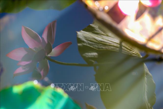 Trong ảnh: Hoa sen soi bóng, đẹp dịu dàng trong làng nước xanh biếc. Ảnh: Trần Lê Lâm - TTXVN