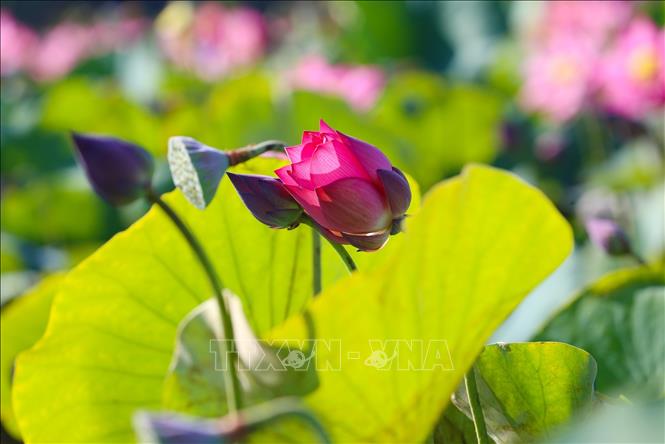 Trong ảnh: Những bông sen chúm chím đón nắng để bừng nở. Ảnh: Trần Lê Lâm - TTXVN