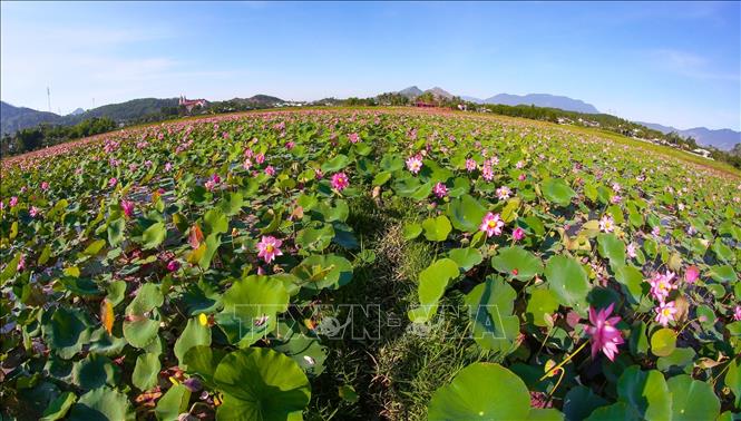 Trong ảnh: Những hồ sen rộng lớn đang rực rỡ khoe sắc, tỏa ngát hương thơm. Ảnh: Trần Lê Lâm - TTXVN