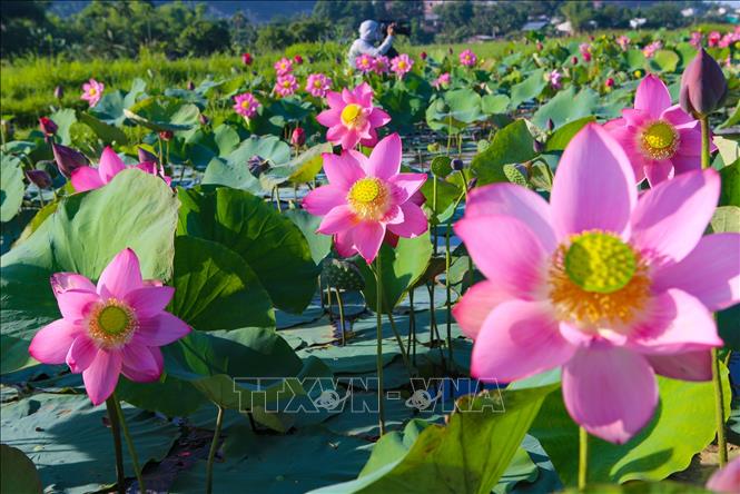 Trong ảnh: Hoa sen rực rỡ khoe sắc đón ánh sáng mặt trời buổi bình minh. Ảnh: Trần Lê Lâm - TTXVN