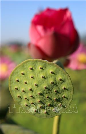 Trong ảnh: Các đài hoa chứa các hạt sen thơm ngon, bổ dưỡng. Ảnh: Trần Lê Lâm - TTXVN