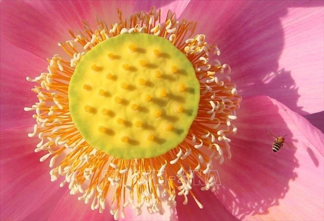 Trong ảnh: Hương thơm tinh khiết của hoa sen thu hút các loại ong, bướm vây quanh. Ảnh: Trần Lê Lâm - TTXVN