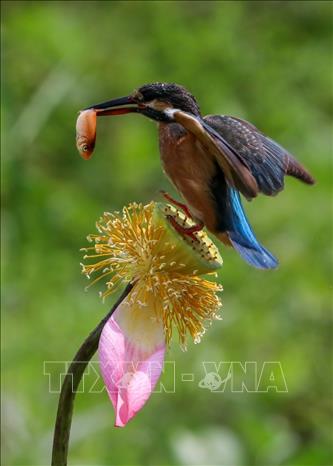 Trong ảnh: Các hồ sen còn là nơi sinh sống của nhiều loại chim, cá. Ảnh: Trần Lê Lâm - TTXVN