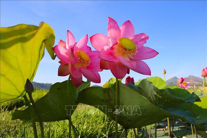 Trong ảnh: Hoa sen với vẻ đẹp thanh tao rực rỡ khoe sắc. Ảnh: Trần Lê Lâm - TTXVN