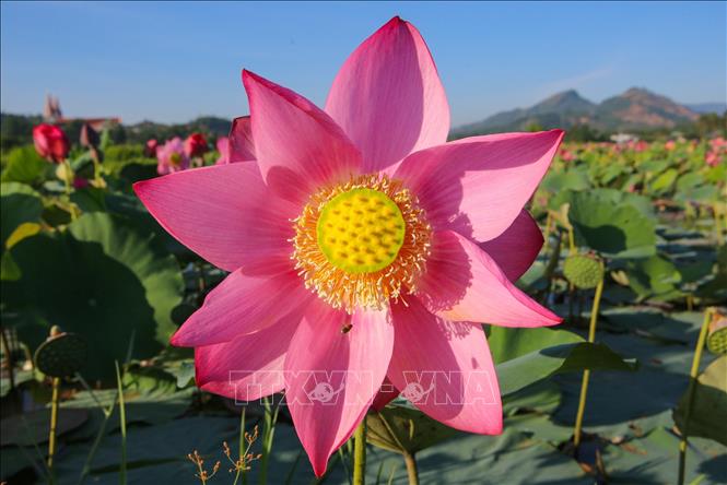 Trong ảnh: Hoa sen bung nở rất to với cánh hồng dịu dàng khoe sắc. Ảnh: Trần Lê Lâm - TTXVN