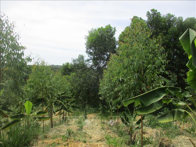 Trong ảnh: Cây trồng trong vườn rừng. Ảnh: Nguyễn Nam-TTXVN