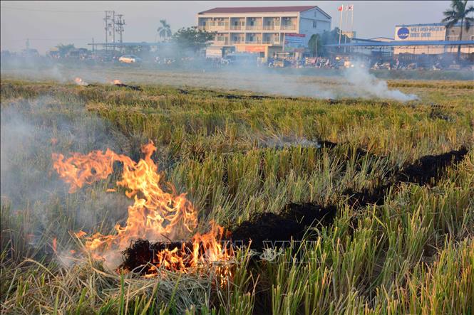 Ngăn chặn tình trạng đốt rơm rạ sau thu hoạch lúa tại Nam Định - Ảnh ...