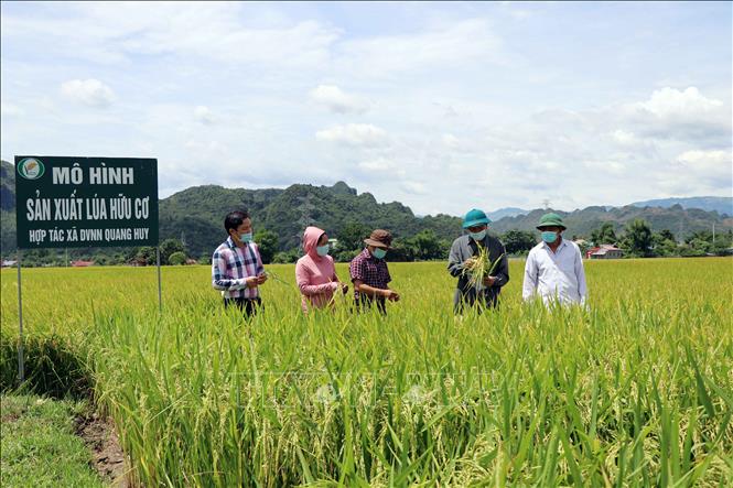 Cán bộ khuyến nông và người dân kiểm tra mô hình sản xuất lúa hữu cơ tại xã Quang Huy, huyện Phù Yên. Ảnh: Hữu Quyết – TTXVN

