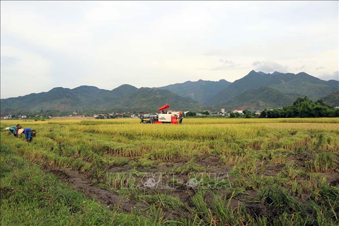 Người dân xã Quang Huy, huyện Phù Yên sử dụng máy móc để thu hoạch lúa hữu cơ. Ảnh: Hữu Quyết – TTXVN