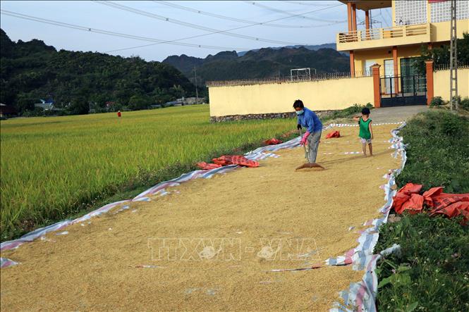 
Người dân xã Quang Huy, huyện Phù Yên phơi lúa hữu cơ sau khi thu hoạch. Ảnh: Hữu Quyết – TTXVN
