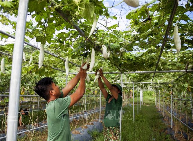 Trong ảnh: Chiến sỹ Trung đoàn 152 thu hoạch mướp tại Khu tăng gia tập trung. Ảnh: Hồng Đạt - TTXVN