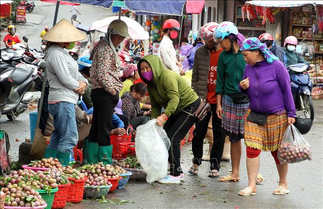 Trong ảnh: Giá mận năm nay giảm hơn nhiều so với mọi năm nhưng rất ít người đến mua do ảnh hưởng của dịch bệnh COVID-19. Ảnh: Quốc Khánh - TTXVN