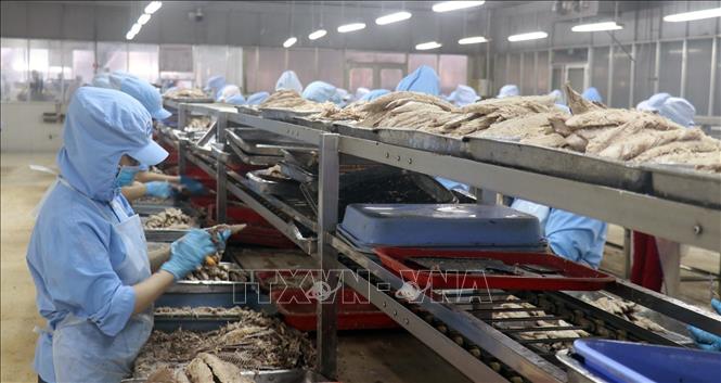 Photo: Processing canned fish at the KTC Canned Foodstuff Manufactory in the Mekong Delta province of Kien Giang. VNA Photo: Lê Huy Hải