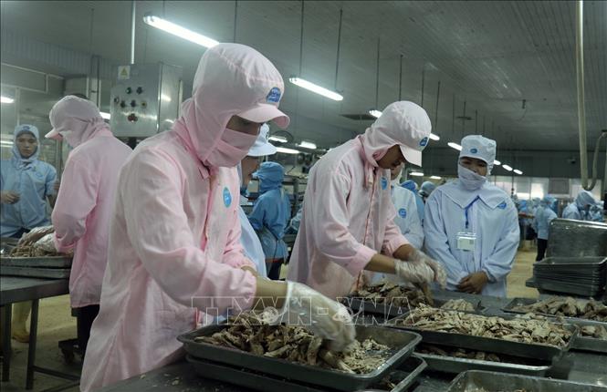 Photo: Processing canned fish at the KTC Canned Foodstuff Manufactory in the Mekong Delta province of Kien Giang. VNA Photo: Lê Huy Hải