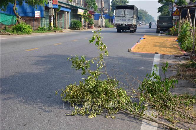 Trong ảnh: Dùng cành cây để ngăn không cho người và phương tiện đi vào thóc gây mất an toàn giao thông trên tuyến đường tỉnh lộ 490. Ảnh: Công Luật - TTXVN

