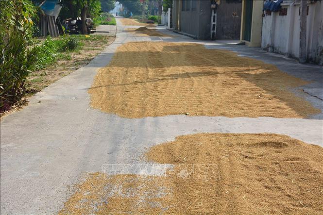 Trong ảnh: Phơi thóc lấn hết ra lòng đường tại xã Nam Cường, huyện Nam Trực. Ảnh: Công Luật - TTXVN

