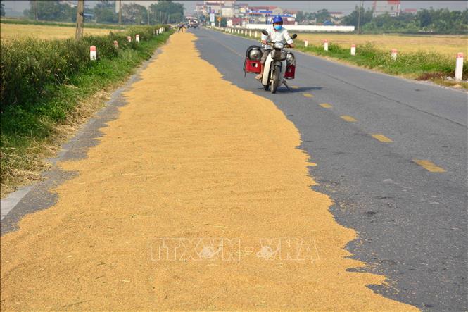 Trong ảnh: Phơi thóc lấn ra làn đường gây nguy hiểm cho người và phương tiện tham gia giao thông trên tuyến đường tỉnh lộ 490. Ảnh: Công Luật - TTXVN
