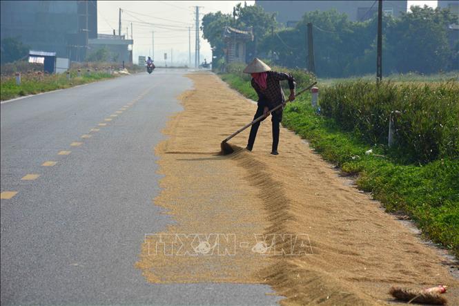 Trong ảnh: Người dân phơi thóc trên đường giao thông trên địa bàn xã Đồng Sơn, huyện Nam Trực. Ảnh: Công Luật - TTXVN
