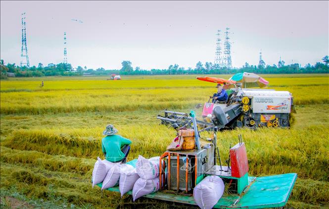 Giá lúa Hè Thu ở TP. Cần Thơ hiện còn từ 5.100-5.300 đồng/kg, giảm 700-900 đồng/kg so với tháng trước. Ảnh: Thanh Liêm - TTXVN