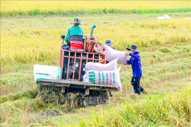 Thu hoạch lúa Hè Thu ở quận Ô Môn, TP. Cần Thơ. Ảnh: Thanh Liêm - TTXVN