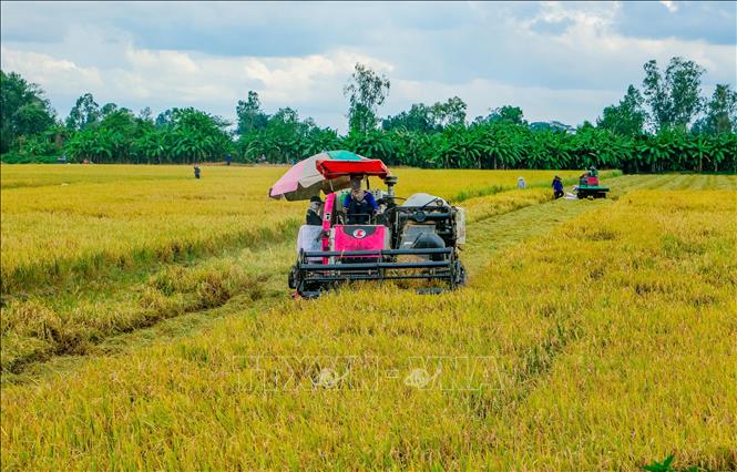 Thu hoạch lúa Hè Thu bằng máy gặt đập liên hợp tại phường Trường Lạc, quận Ô Môn, TP. Cần Thơ. Ảnh: Thanh Liêm - TTXVN