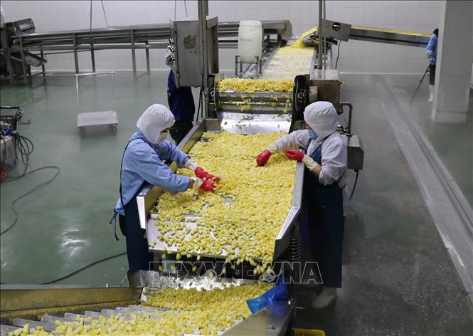 Trong ảnh: Dây chuyền sản xuất các sản phẩm từ dứa của Doveco. Ảnh: Đức Phương - TTXVN