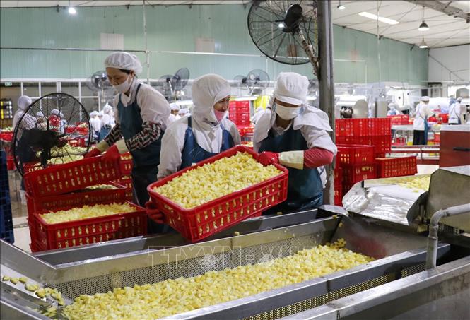 Trong ảnh: Dây chuyền sản xuất các sản phẩm từ dứa của Doveco. Ảnh: Đức Phương - TTXVN