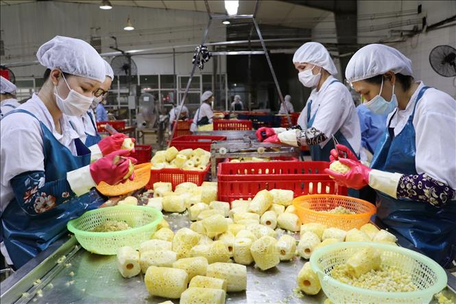 Trong ảnh: Dây chuyền sản xuất các sản phẩm từ dứa của Doveco. Ảnh: Đức Phương - TTXVN