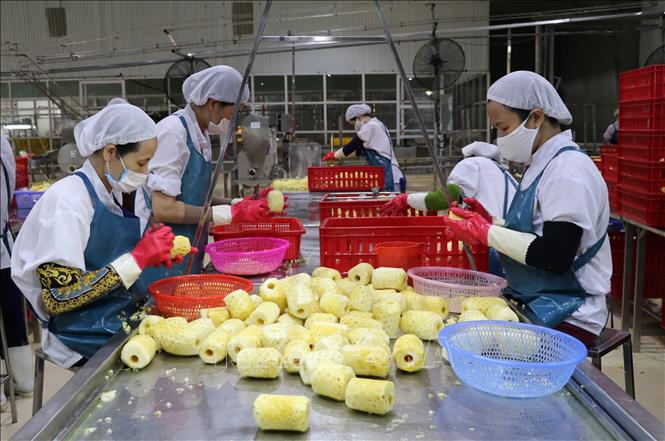 Trong ảnh: Dây chuyền sản xuất các sản phẩm từ dứa của Doveco. Ảnh: Đức Phương - TTXVN