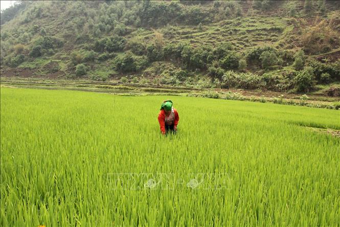 Trong ảnh: Người dân xã Ngọc Chiến, huyện Mường La, tỉnh Sơn La, chăm sóc lúa nếp tan địa phương. Ảnh: Nguyễn Cường - TTXVN.