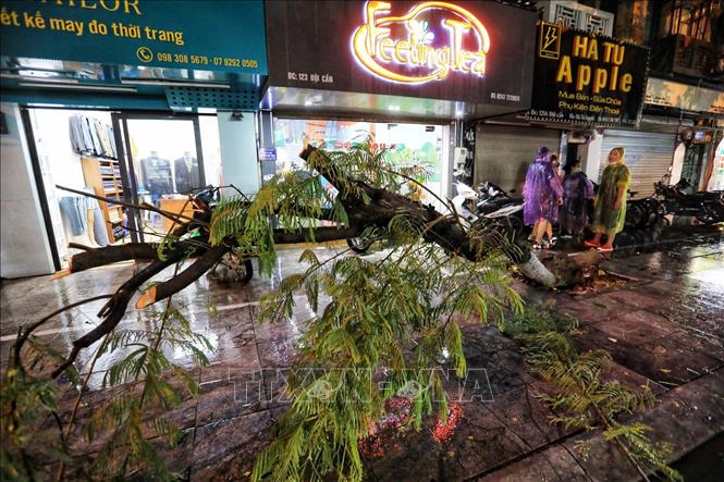 Trong ảnh: Cơn mưa lớn kèm gió to khiến cây đổ ngang đường trên phố Đội Cấn (Hà Nội). Ảnh: Thành Đạt - TTXVN