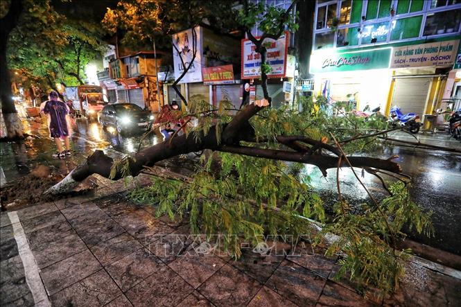 Trong ảnh: Cơn mưa lớn kèm gió to khiến cây đổ ngang đường trên phố Đội Cấn. Ảnh: Thành Đạt - TTXVN