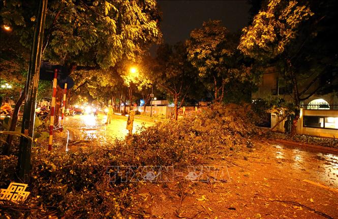Trong ảnh: Cơn mưa lớn đã làm cây đổ ngang đường tại phố Trần Phú, Quận Ba Đình, Hà Nội. Ảnh: Phạm Kiên - TTXVN