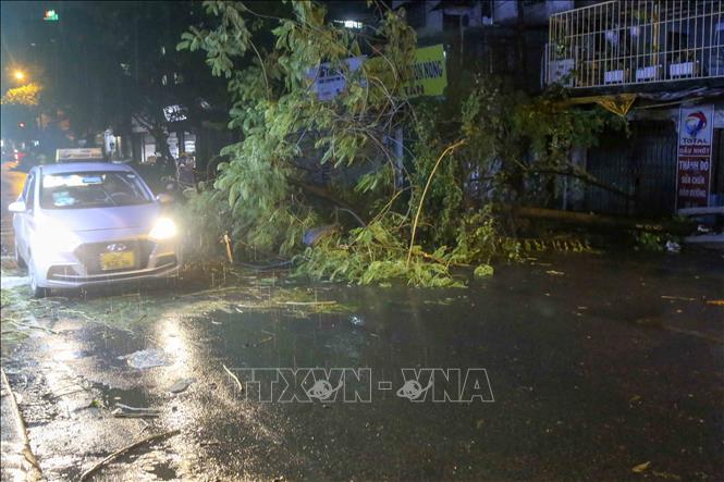 Trong ảnh: Giao thông trên phố Thái Thịnh (Hà Nội) bị cản trở vì cây đổ sau trận mưa lớn. Ảnh: Tuấn Đức - TTXVN