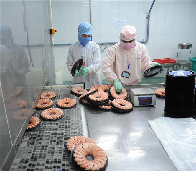 Ca Mau posts growth in shrimp exports in H1 despite pandemic VNA