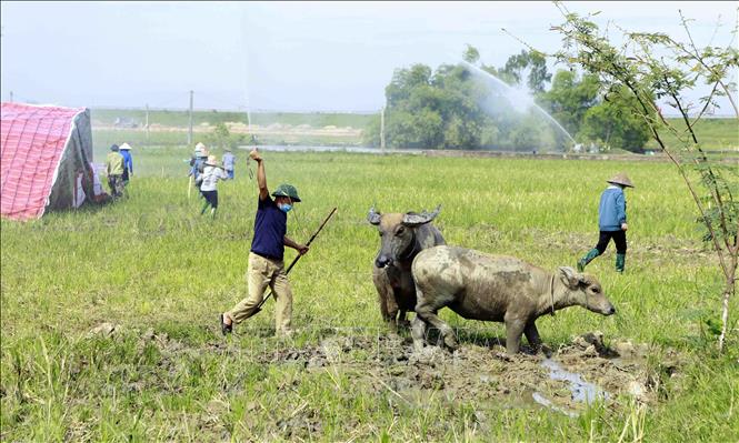 Trong ảnh: Tình huống giả định của buổi diễn tập: người dân sơ tán vật nuôi tại thôn Chằm Ảnh: Hoàng Hùng - TTXVN