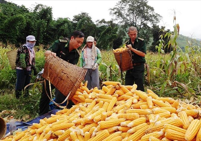 Từ một nước nghèo và lạc hậu, Việt Nam đã vươn lên trở thành một nước đang phát triển, có thu nhập trung bình. Đất nước ta chưa bao giờ có được cơ đồ, tiềm lực, vị thế và uy tín quốc tế như ngày nay; có thêm nhiều điều kiện, tiền đề thuận lợi để vững bước trên con đường mà Đảng ta, nhân dân ta và Bác Hồ kính yêu đã lựa chọn. Trong ảnh: Chiến sỹ biên phòng cửa khẩu Quốc tế Tây Trang (Điện Biên) giúp dân thu hoạch nông sản. Ảnh: TTXVN