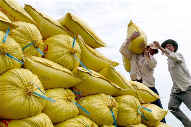 Phát triển kinh tế bền vững theo đường lối độc lập, tự chủ là xây dựng nội lực để bảo vệ chủ quyền quốc gia, tạo môi trường hòa bình và an ninh để phát triển. Trong ảnh: Việt Nam vươn lên trở thành một trong những quốc gia xuất khẩu gạo hàng đầu của thế giới. Ảnh: Duy Khương – TTXVN