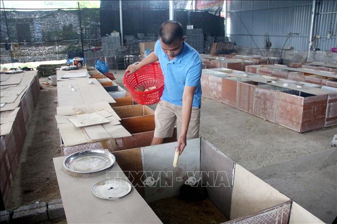 Trong ảnh: Anh Đỗ Văn Dũng chăm sóc đàn dúi. Ảnh: Quang Cường - TTXVN