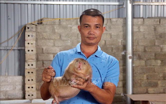 Trong ảnh: Anh Đỗ Văn Dũng giới thiệu sản phẩm dúi nuôi của trang trại. Ảnh: Quang Cường - TTXVN