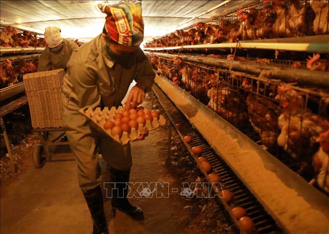 Trong ảnh: Thu hoạch trứng gà cung cấp cho thị trường tại trang trại. Ảnh: Vũ Sinh - TTXVN