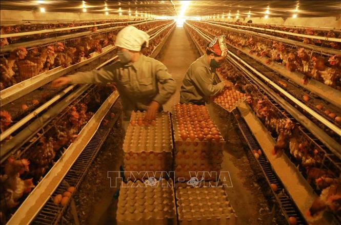 Trong ảnh: Thu hoạch trứng gà cung cấp cho thị trường tại trang trại. Ảnh: Vũ Sinh - TTXVN