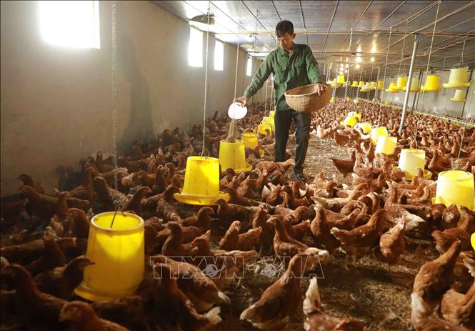 Trong ảnh: Chăm sóc đàn gà hậu bị tại trang trại. Ảnh: Vũ Sinh - TTXVN