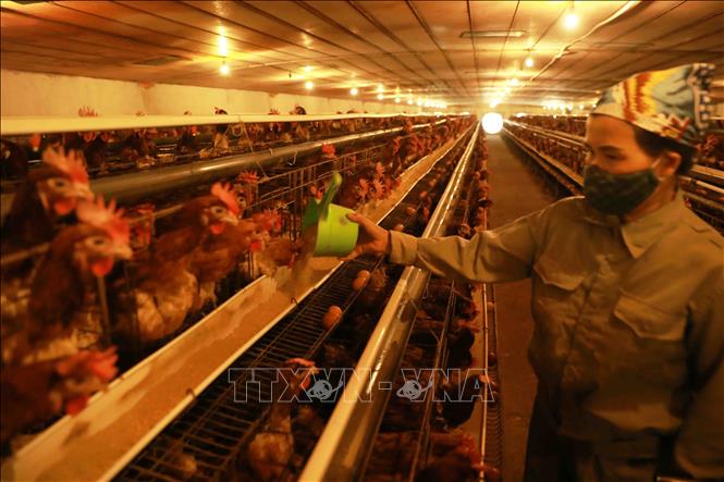 Trong ảnh: Chăm sóc đàn gà sinh sản tại trang trại. Ảnh: Vũ Sinh - TTXVN