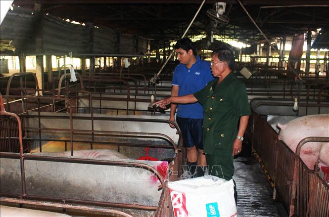 Trong ảnh: Thương binh 3/4 Nguyễn Minh Tâm, chủ trang trại chăn nuôi lợn Tiến Phát ở xã Phước Vĩnh An, huyện Củ Chi (Tp Hồ Chí Minh) hướng dẫn công nhân chăm sóc lợn. Ông không chỉ là điển hình của địa phương trong làm kinh tế hộ gia đình mà còn là tấm gương sáng của các cựu chiến binh tích cực tham gia các hoạt động xã hội, giúp đỡ đồng đội và cộng đồng. Ảnh: Xuân Khu-TTXVN