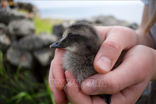 Trong ảnh: Vịt biển Eider trên đảo  Bjarneyjar, Vịnh Breidafjordur,  Iceland, ngày 4/7/2021. Ảnh: AFP/TTXVN